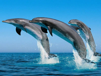 4 Days 3 Nights Zanzibar Tour