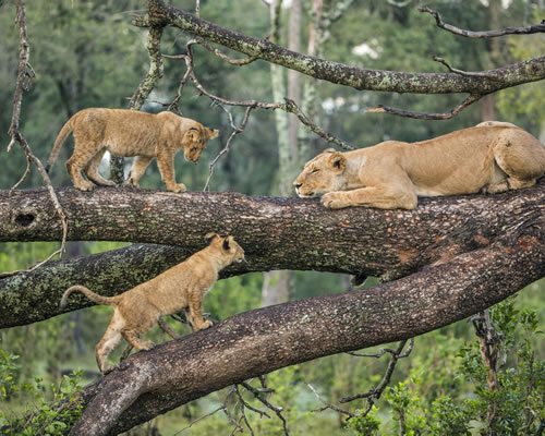 Lake Manyara National Park