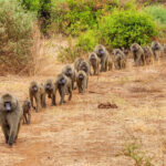 Lake Manyara National Park