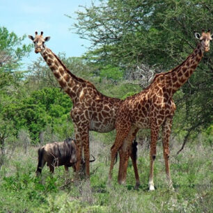 Mikumi National Park