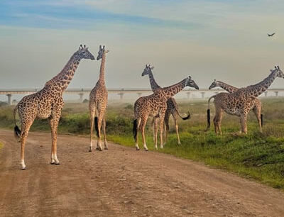 Nairobi National Park