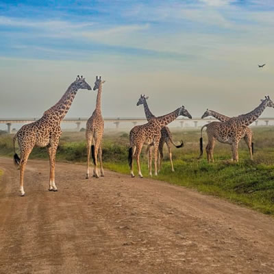 Nairobi National Park