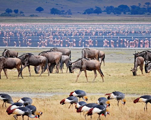 Ngorongoro Conservation Crater