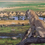 Ngorongoro Conservation Crater