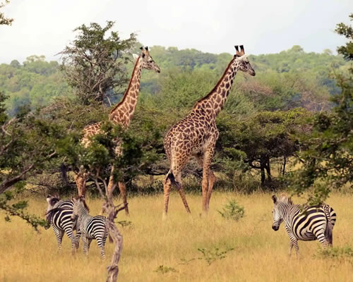 Nyerere National Park
