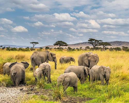Nyerere National Park