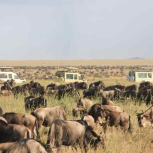 Nyerere National Park