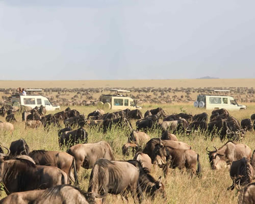 Nyerere National Park