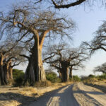 Ruaha National Park