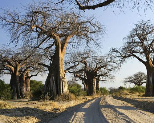 Ruaha National Park