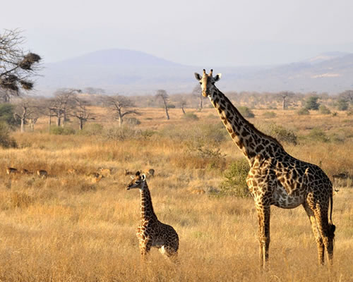 Ruaha National Park