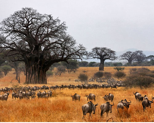 Tarangire National Park