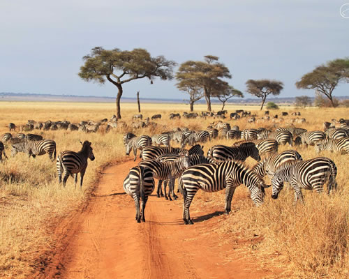 Tarangire National Park