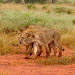 Tsavo East National Park