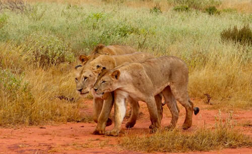 Tsavo East National Park