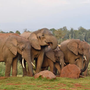 Aberdare National Park