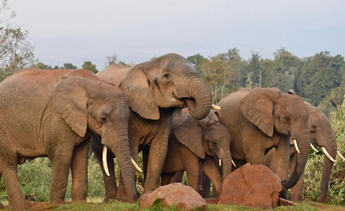 Aberdare National Park