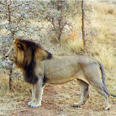 Nairobi National park