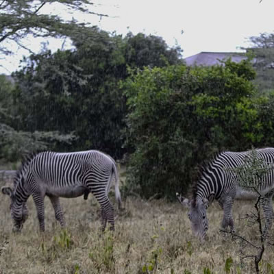 ol pejeta 7
