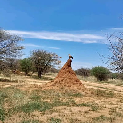 tsavo