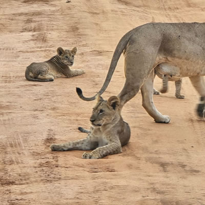 tsavo