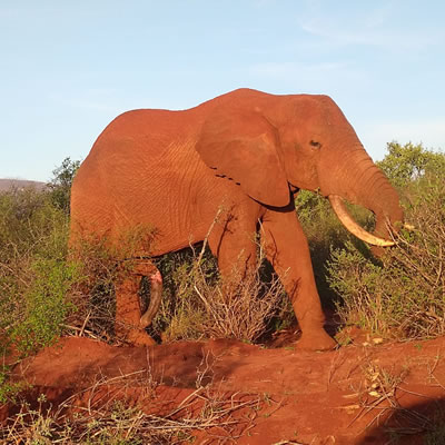 tsavo