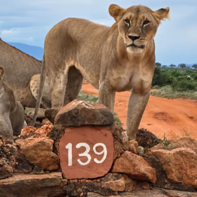 tsavo