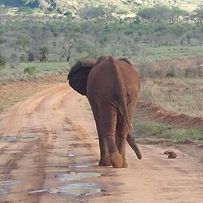 tsavo