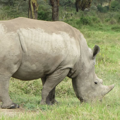 Lake Nakuru National Park