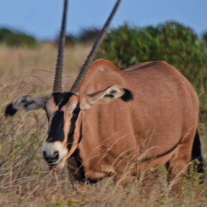 samburu national reserve